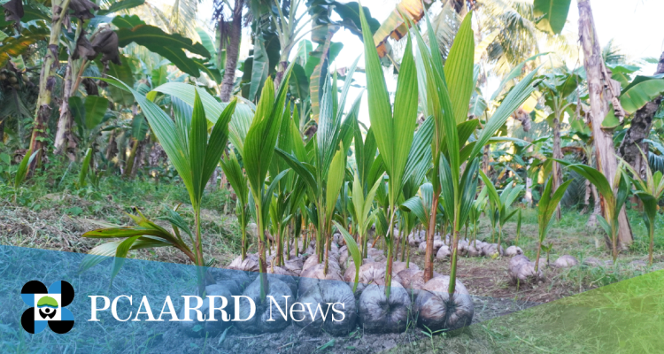 DOST-PCAARRD, VSU to assist sustainable production of verified hybrid coconut seedlings in Eastern Visayas